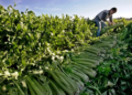 Immigration and the $97 Dollar Salad
