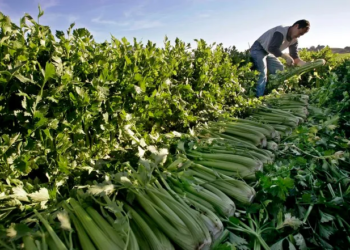 Immigration and the $97 Dollar Salad