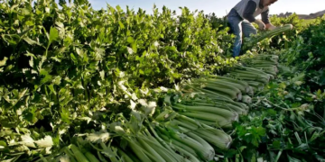 Immigration and the $97 Dollar Salad