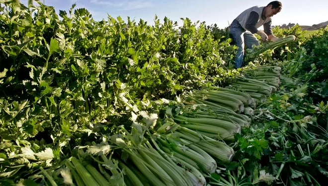 Immigration and the $97 Dollar Salad