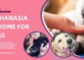 In-Home Pet Euthanasia: A Gentle Farewell for Your Dog