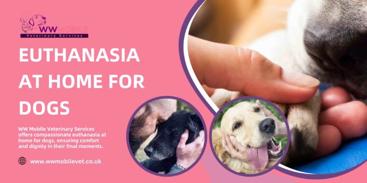 In-Home Pet Euthanasia: A Gentle Farewell for Your Dog