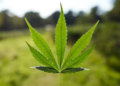 Cannabis