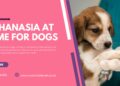 A Guide to In-Home Euthanasia for Your Dog | WW Mobile Veterinary Services