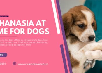 A Guide to In-Home Euthanasia for Your Dog | WW Mobile Veterinary Services