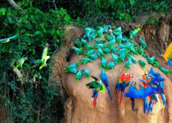 manu national park