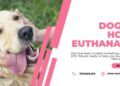 A Guide to Euthanasia At Home for Dogs | WW Mobile Veterinary Services