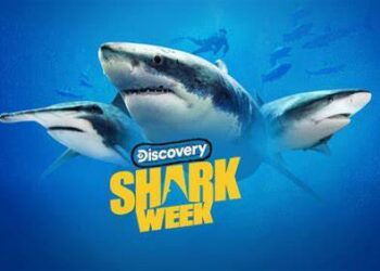 Warner Bros. Discovery Has More Than Shark Week Coming Soon