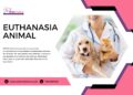 Letting Go With Love: The Gift of Euthanasia Animals