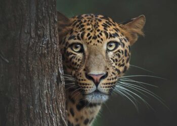cheetah in wildlife photography