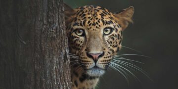 cheetah in wildlife photography