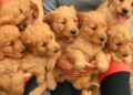 Mini Goldendoodle and Goldendoodle Puppies for Sale in Juno Beach, FL and Crystal River, FL