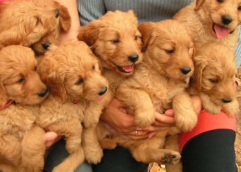 Mini Goldendoodle and Goldendoodle Puppies for Sale in Juno Beach, FL and Crystal River, FL