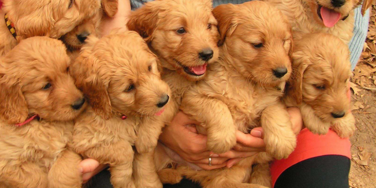 Mini Goldendoodle and Goldendoodle Puppies for Sale in Juno Beach, FL and Crystal River, FL