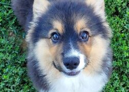 Genetic Breakthrough: Introducing the Fluffy Gene Corgi, A New Delight for Dog Lovers