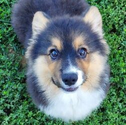 Genetic Breakthrough: Introducing the Fluffy Gene Corgi, A New Delight for Dog Lovers