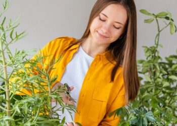 helichrysum essential oils