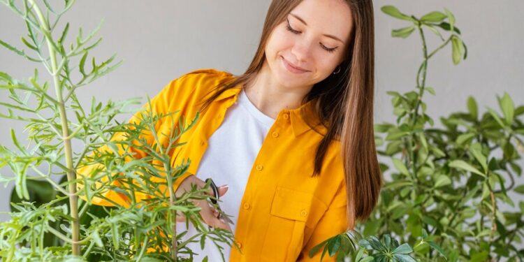 helichrysum essential oils