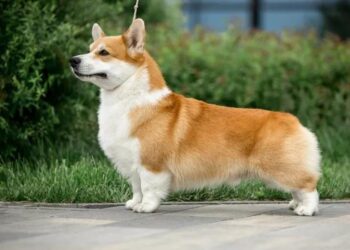 Fluffy Corgi Breeder: Finding the Perfect Companion