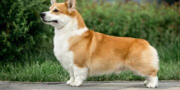 Fluffy Corgi Breeder: Finding the Perfect Companion