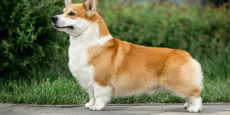 Fluffy Corgi Breeder: Finding the Perfect Companion