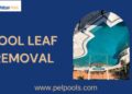 Professional Pool Leaf Removal Services for Sparkling Clean Water