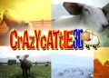 Crazy Cattle 3D – When Herding Sheep Becomes Absolute Chaos