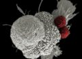The Preclinical Foundation: How Obesity Models Drive Therapeutic Breakthroughs