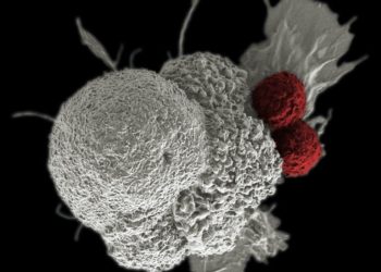 The Preclinical Foundation: How Obesity Models Drive Therapeutic Breakthroughs