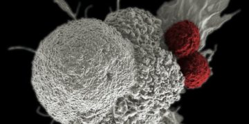 The Preclinical Foundation: How Obesity Models Drive Therapeutic Breakthroughs