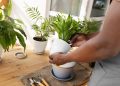 What Happens to Your Plants When You Leave Town for a Week