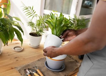 What Happens to Your Plants When You Leave Town for a Week