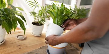 What Happens to Your Plants When You Leave Town for a Week