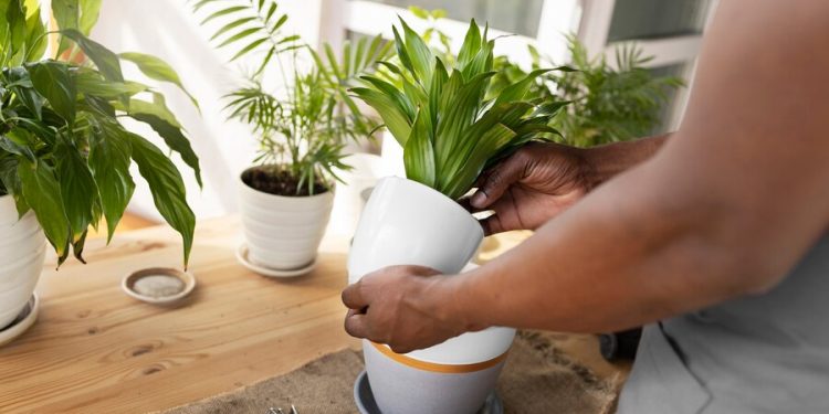 What Happens to Your Plants When You Leave Town for a Week
