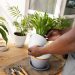 What Happens to Your Plants When You Leave Town for a Week
