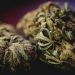 Handcrafted marijuana products and edibles